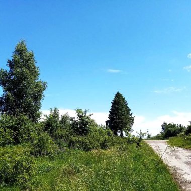 Gökyüzü arkaplanlı dağlarda yeşil ağaçlar ve çimenler