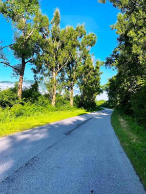 Ön planda asfalt yol, yeşil ağaçlar ve sis görülebilir.