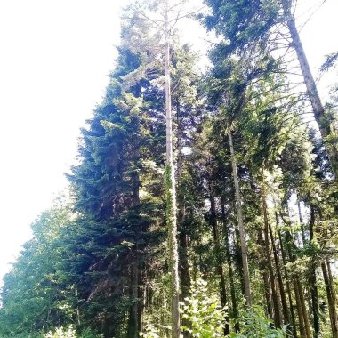 Büyüyen köknar ağaçları gökyüzünün arka planında ince gövdeler