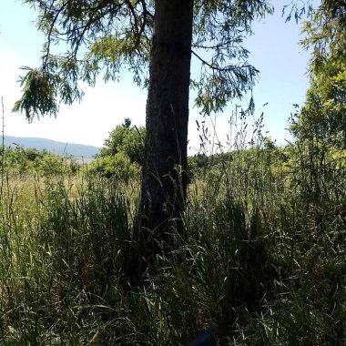 Güneşli havada yeşil çimlerin yanında büyüyen ağaç