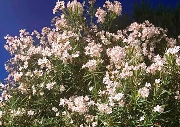 Oleander büyüyor ve çiçek açıyor.