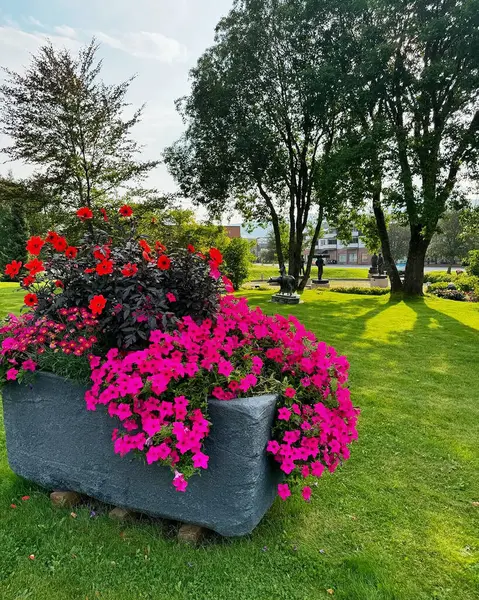 Parkta büyüyen ve çiçek açan petunyanın farklı renkleri görülür.