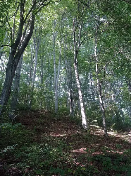 Ormanda büyüyen yeşil ağaçlar görülür