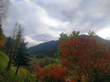 Ön planda ağaçların, Karpat dağlarının arka planında sararmaya başladığını görebilirsiniz.