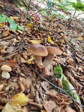 Sonbaharda ormanda büyüyen üç beyaz mantar görülüyor.