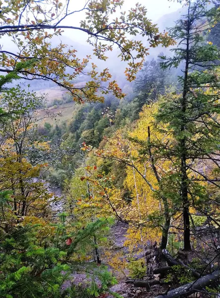 Karpat dağlarında sarı yapraklı ağaçlar görülür.