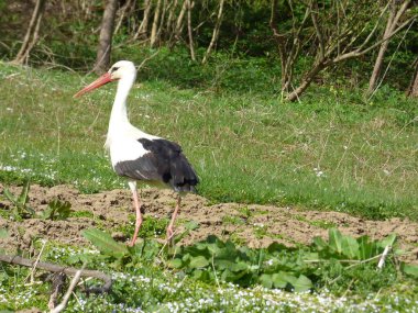 Ormanın yakınlarında yürüyen siyah-beyaz vinç görüntüsü