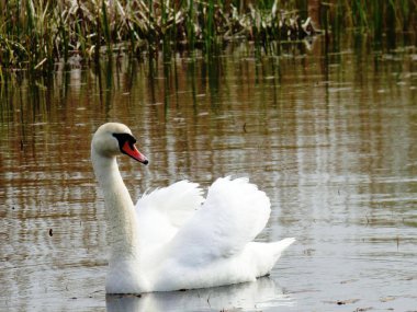Yalnız beyaz bir kuğu gölde yüzerken görülüyor.