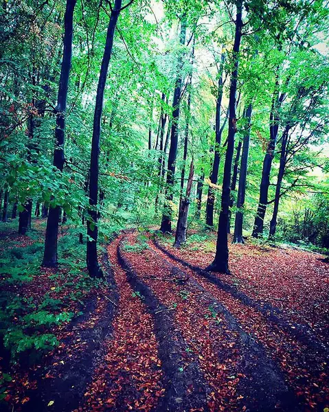 Ormanda ağaçlar arasında uzanan toprak bir yol resmi