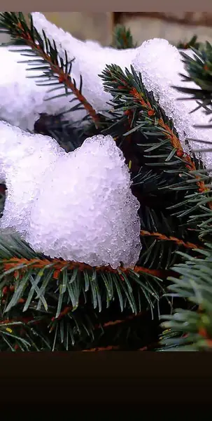 Beyaz kar, yeşil köknar dalında iğnelerle yatarken görülüyor.