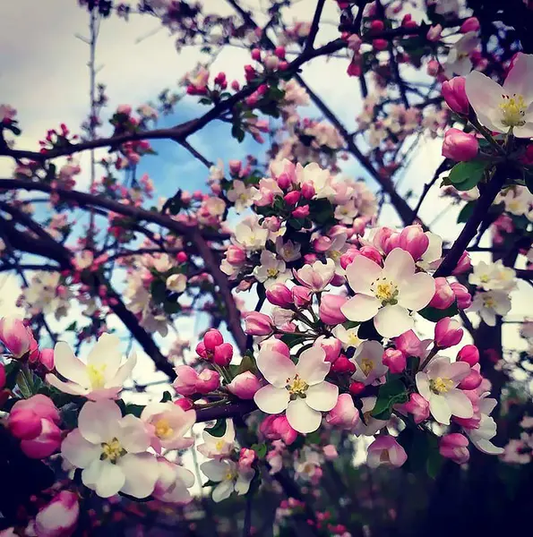 Bahçede çiçek açan bir elma dalı görülür.