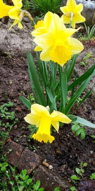 İki nergis görülür, yakından çekilir.