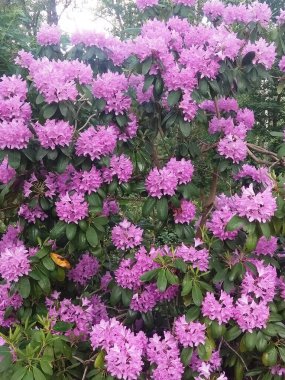 Resim, baharda parkta dodedronların nasıl çiçek açtığını gösteriyor.