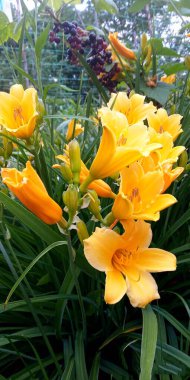 Sarı zambaklar ve tomurcuklar mevsiminde büyür ve çiçek açar.