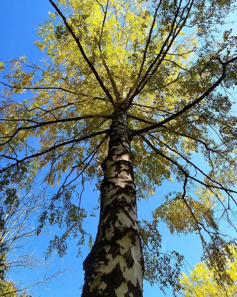 Ormanda dalları ve yaprakları olan bir huş ağacı.