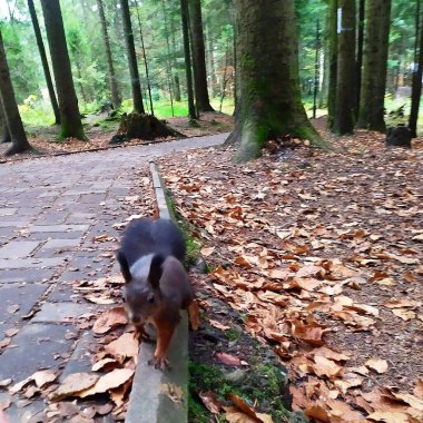 Bir sincap sonbahar parkında yürürken görülüyor.