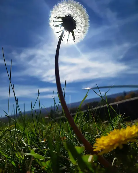 Akşam üstü karahindiba karahindiba yakın çekim.