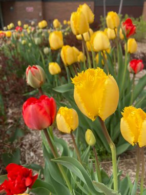 Bahçede büyüyen ve açan lale çiçeklerinin resmi