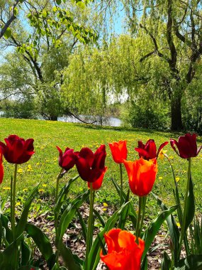 Ön planda açan kırmızı laleler ve arka planda bir göl.
