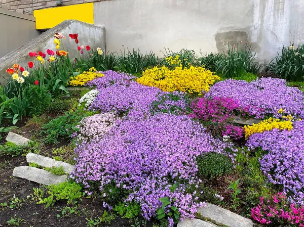 Çiçek tarhında çiçek açan farklı renkte çiçeklerin fotoğrafı