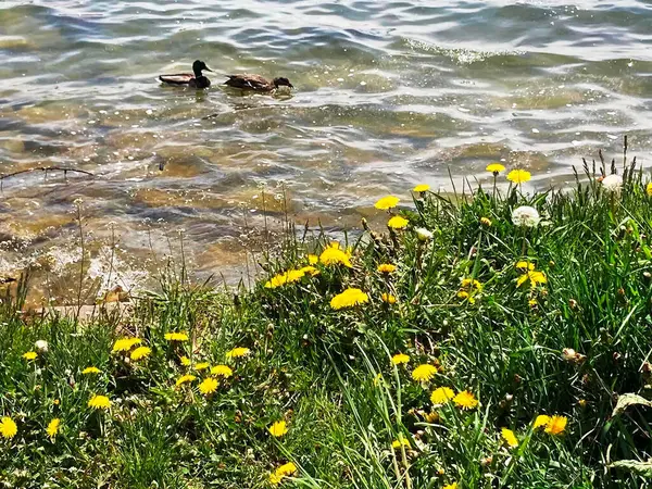 Baharda gölde yüzen iki ördeğin fotoğrafı.