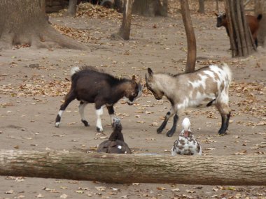 Çevrede iki keçi ve iki ördek görüldü.