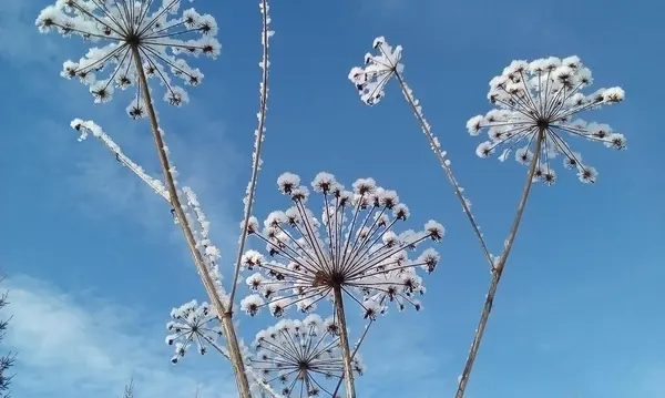 Mavi kış gökyüzünün arka planında buz kristalleri olan meleklere yaklaş.