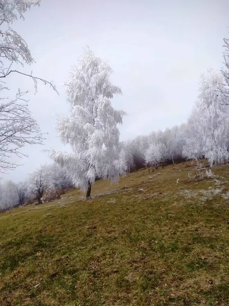 Dallarında beyaz kar olan bir Noel ağacı manzarası