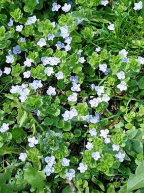 Mavi çiçekler yeşil çimlerde açar