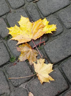 Bir fayansta dört sarı yaprak