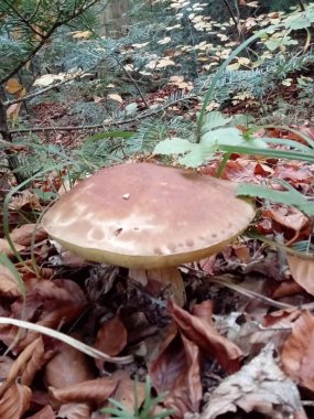 Sonbaharda ormanda büyüyen beyaz mantarlar