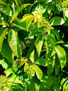 Meyveli yeşil üzüm yaprakları.