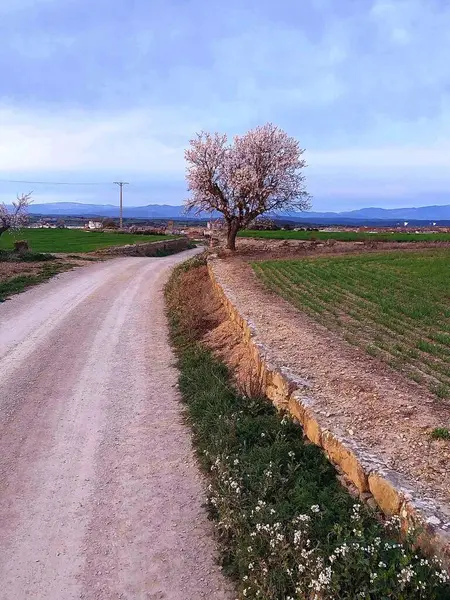 Yol çiçekli ağacın yanında yatar.