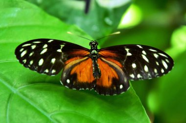Uzun kanatlı kaplan kelebeği yeşil yaprağın üzerinde otururken görülüyor.