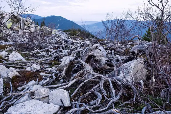 Dağın tepesindeki taşlar ve kökler tasvir edilir.
