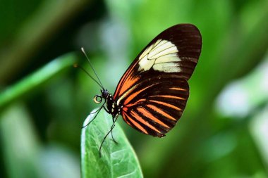 Botanik bahçesinde Kelebek sarısı ve beyaz