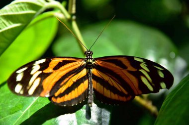 Beyaz ve sarı renkli kelebek manzarası