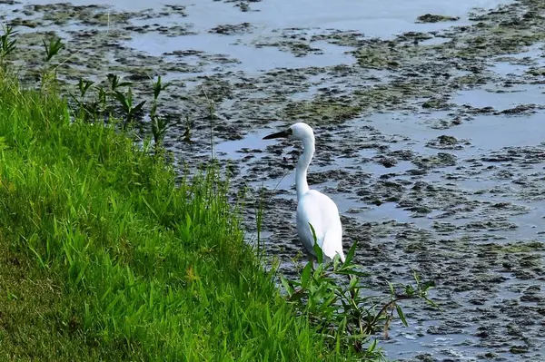 Beyaz büyük balıkçıl gölde yüzerken görülüyor.