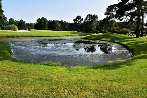 Doğanın ortasında yeşil yosunlu bir göl resmi.