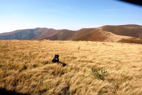 Sonbaharda sarı çimenlikteki siyah köpek resmi