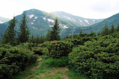 Dağların arka planında büyüyen yeşil köknar ağaçlarının görüntüsü