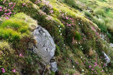 Karpatlar 'da büyüyen ve açan kırmızı sedir ve beyaz çiçeklerin manzarası