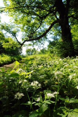 Dağlarda açan ve büyüyen beyaz çiçeklerin manzarası