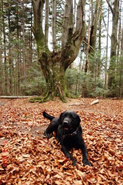 Sarı sonbahar yapraklarında siyah köpek manzarası