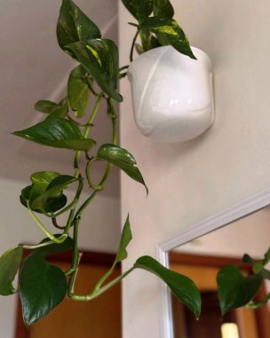 Duvardaki beyaz porselen vazoda büyüyen süs bitkilerini gösteriyor.
