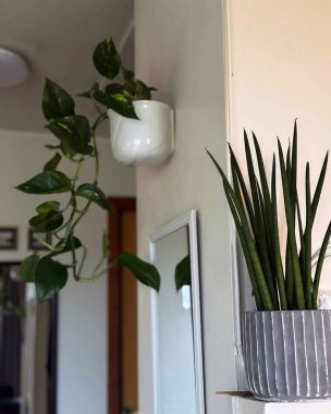 Duvardaki porselen bir tencerede büyüyen dekoratif bitkileri gösteriyor.