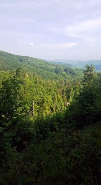 Karpatya dağlarındaki yeşil orman manzarası