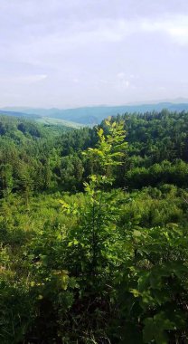 Karpat Dağları 'nın tepesinde fotoğraflı panorama