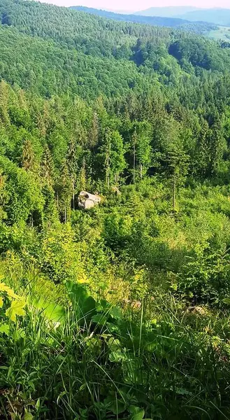 Karpat dağlarında yeşil ağaçlar görülür.