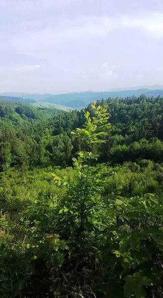 Karpat Dağları 'nın tepesinde fotoğraflı panorama